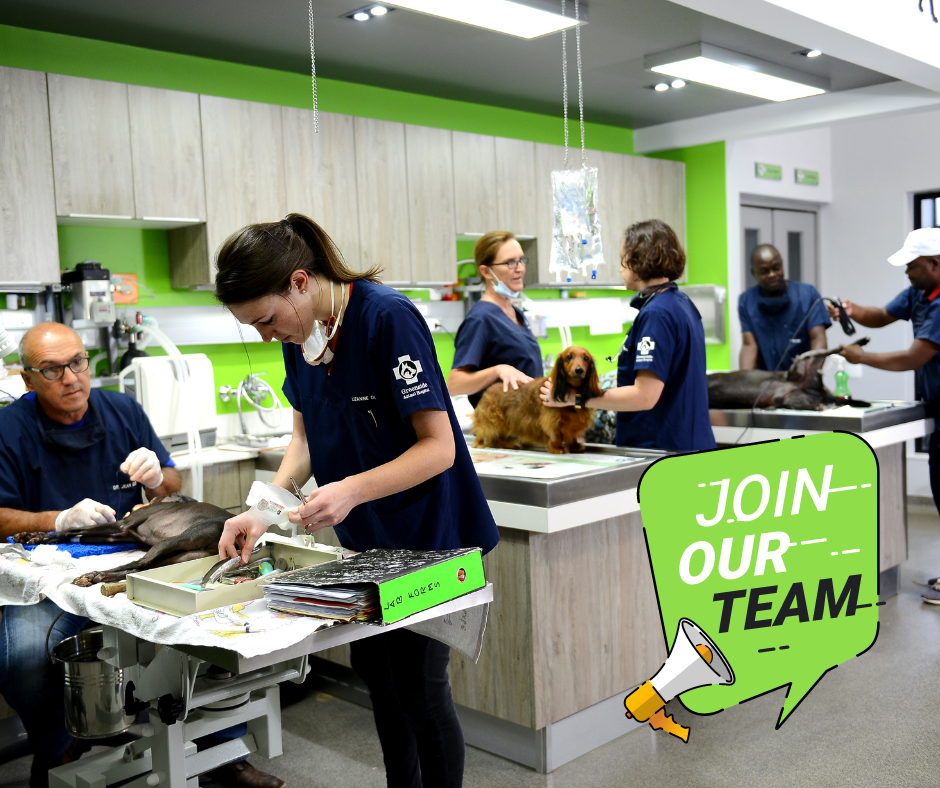 Veterinary Internship available Vet Jobs